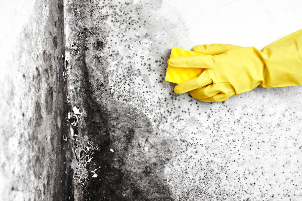 Best Asbestos and Lead Testing During Mold Inspection  in Eslon, CA