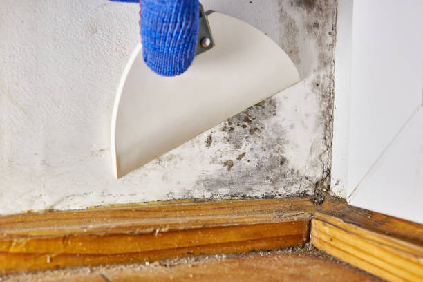 Biohazard Mold Removal in Escalon, CA